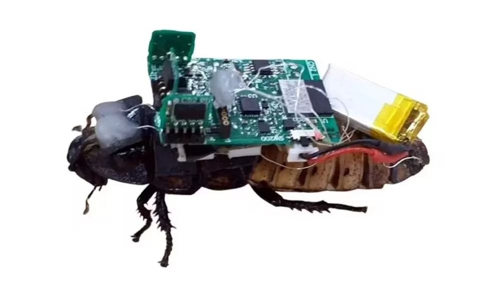 Tecnologia bio-híbrida cria baratas ciborgues para exploração.