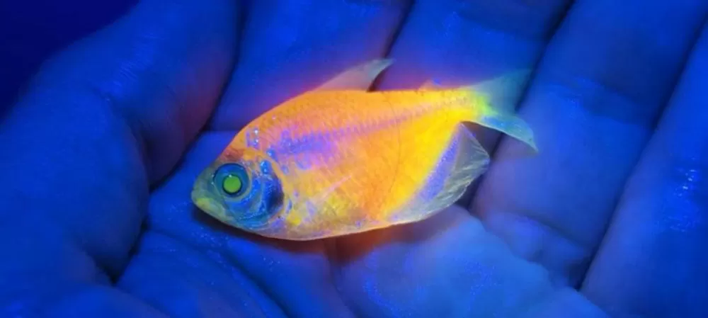 Peixes que brilham: Ibama apreende animais geneticamente modificados.