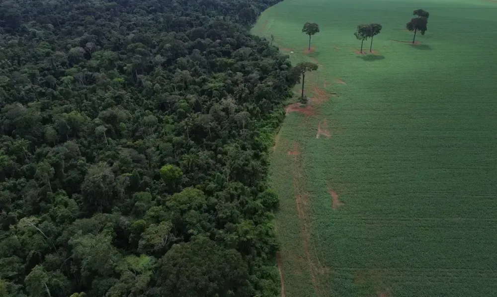 Área queimada no Brasil em 2025 é 31% menor que a média das quatro últimas décadas
