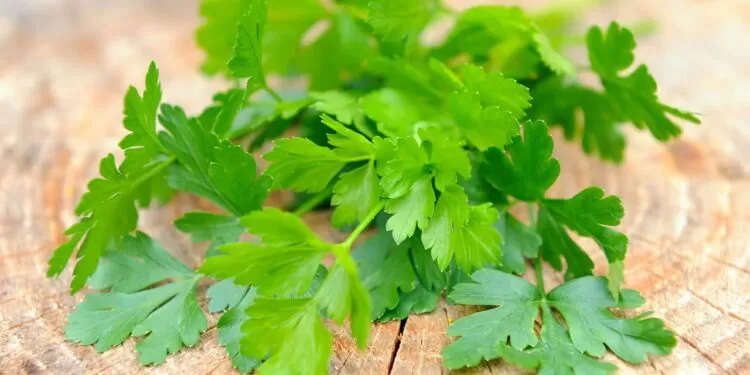 Salsa - Créditos: depositphotos.com / NataliiaMelnyc