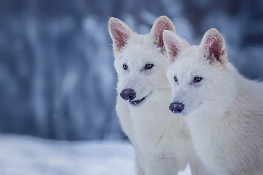 Lobo pré-histórico volta à vida com edição genética