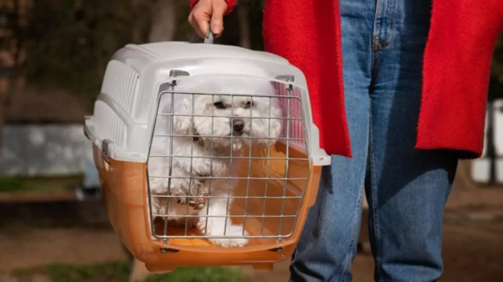 Comissão de Infraestrutura aprova regras para transporte de pets em voos.