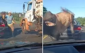 Touro persegue homem e destrói BMW em Ribeirão Preto, vídeo