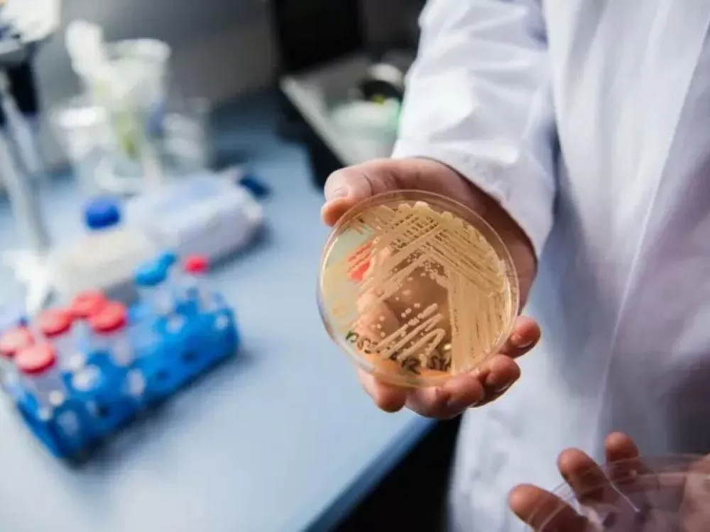 Região Sudeste e Nordeste entram em aviso para surto de superfungo.