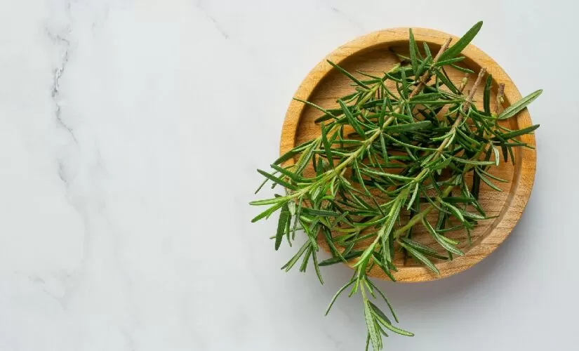 Erva popular pode potencializar a memória em até 75%, diz estudo.