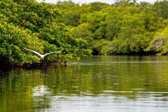 Fundo Clima aprova R$ 11,2 bilhões em investimentos para 2025.