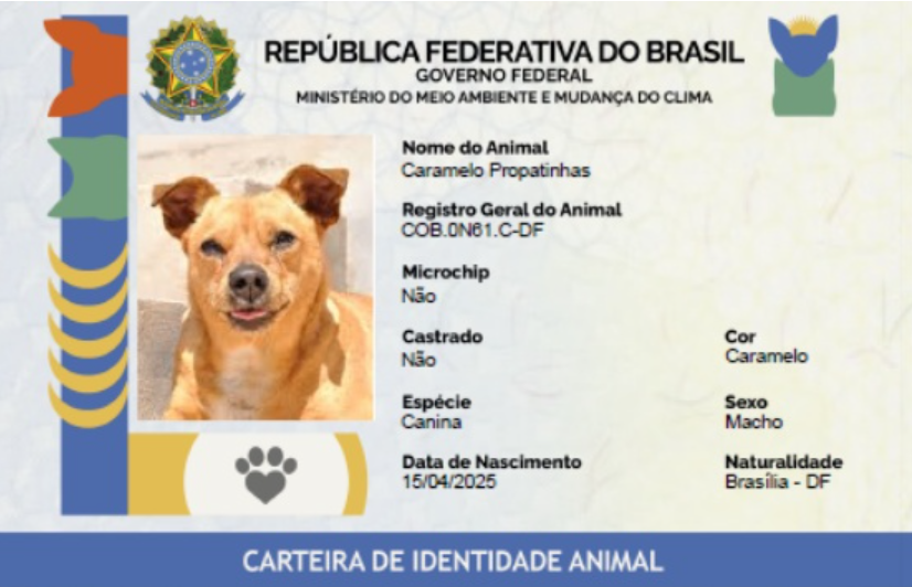 SinPatinhas: veja como será o “RG” de cães e gatos anunciado pelo governo.