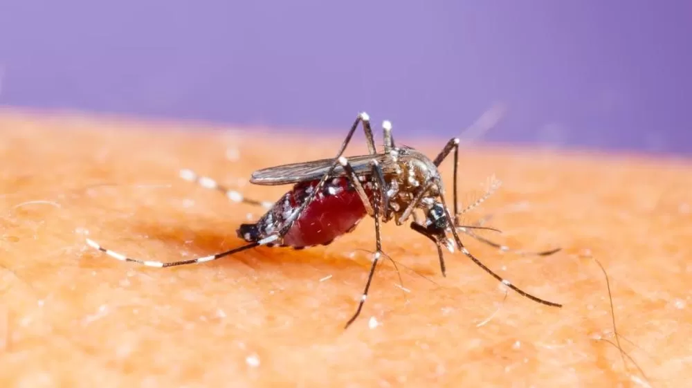 Porto Alegre entra em estado de emergência por dengue.