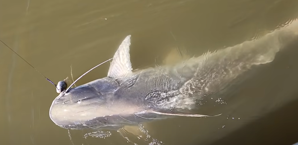 Pescador fisga piraíba de 2,30 metros no Rio Xingu.