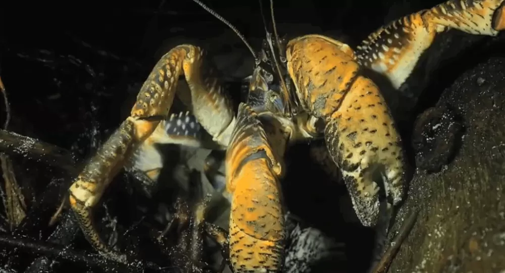 Caranguejo-coqueiro: conheça o gigante das ilhas tropicais.