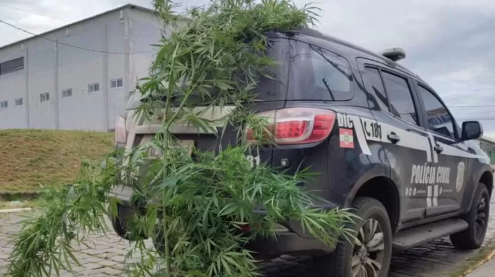 Polícia Civil de Santa Catarina apreende pé de maconha de 2 metros de altura.