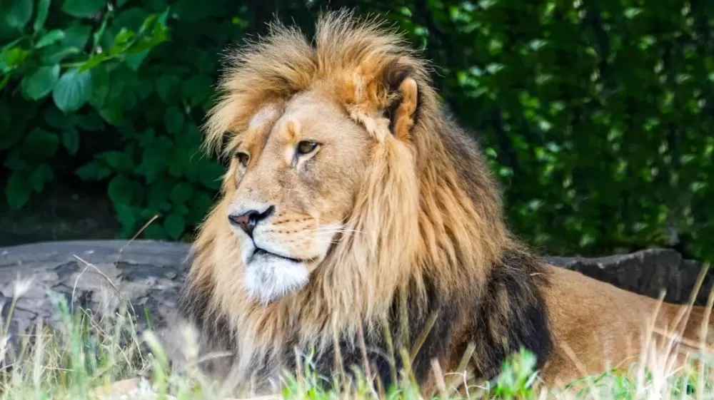 Menina de 14 anos morre após ser atacada por leão.