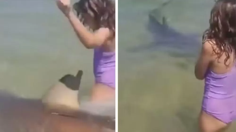 Vídeo mostra tubarão nadando entre crianças momentos antes de ataque.