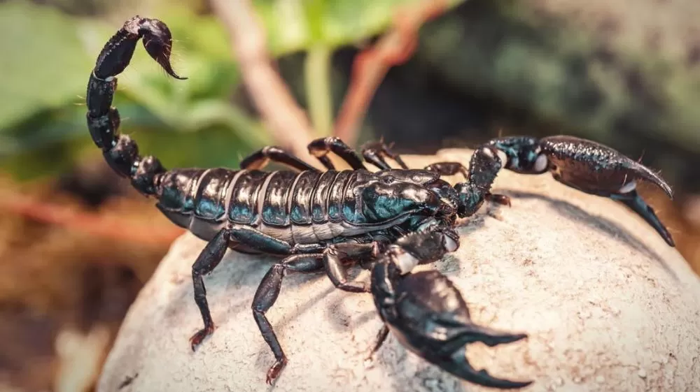 Picada de escorpião mata menino de 7 anos em BH.