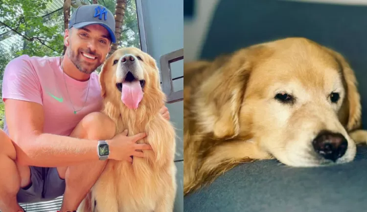 Senado aprova ‘Lei Joca’ com novas regras para transporte aéreo de animais.