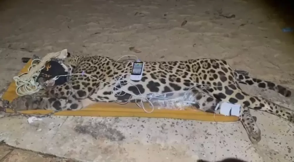 Onça que matou caseiro é capturada no Pantanal; veja imagens.