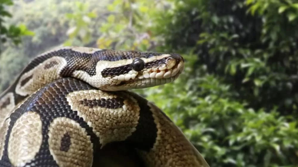 Filho encontra mãe sendo devorada por cobra Píton.