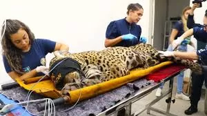 O que será feito com a onça que matou caseiro? Entenda.