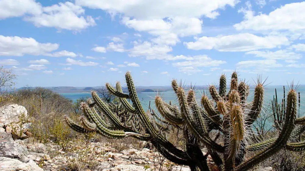 Dia Nacional da Caatinga alerta para urgência da proteção do bioma: menos de 2%.