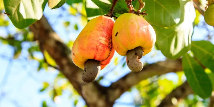 Conheça 5 benefícios do caju que vão mudar sua forma de comer.