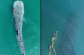Maior tubarão do planeta surge no Brasil e impressiona biólogos.