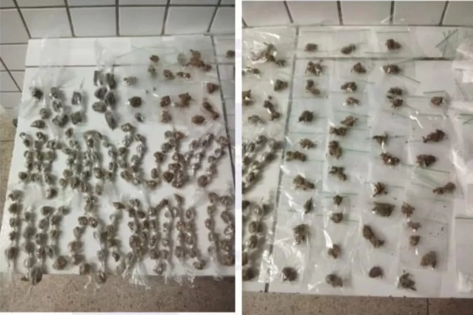 Operação de policiais militares apreende arma, drogas e realiza uma prisão.