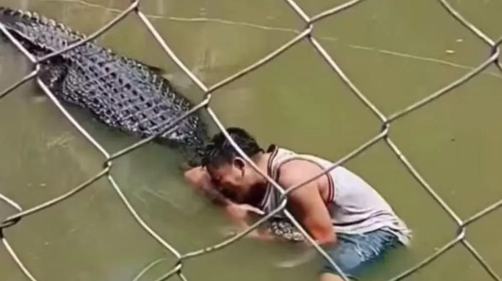 Visitante de zoo entra no recinto de crocodilo para tirar selfies e acaba sofrendo o 'giro da morte'.