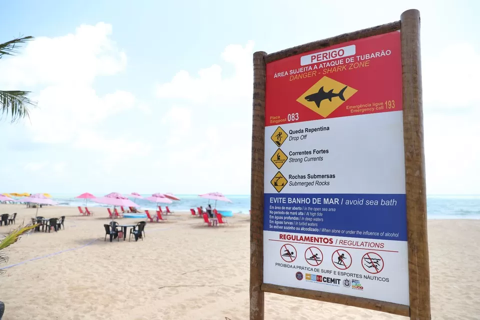 Comitê que monitora tubarões alerta para banho de mar seguro no feriado do trabalhador.