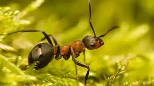 Fóssil da formiga mais antiga do mundo é encontrada no Brasil.