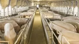 Embrapa: Custo de produção de suínos e aves sobe em abril em relação a março.