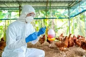 China e UE suspendem importação de frango do Brasil após primeiro caso de gripe aviária em granja comercial.