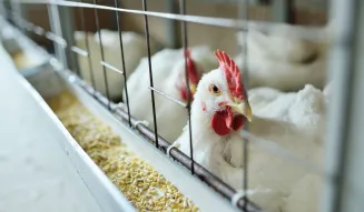 Governo apura novo caso suspeito de gripe aviária a 3 km de foco inicial.