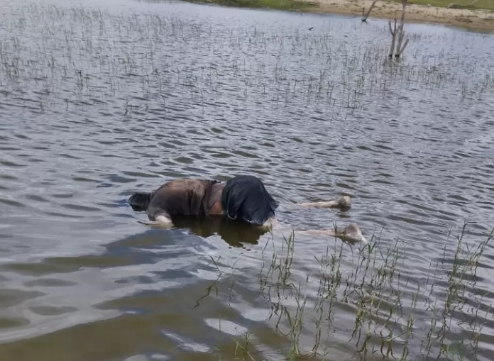 Corpo em decomposição é encontrado em açude na cidade de Manarí, no Sertão de Pernambuco.
