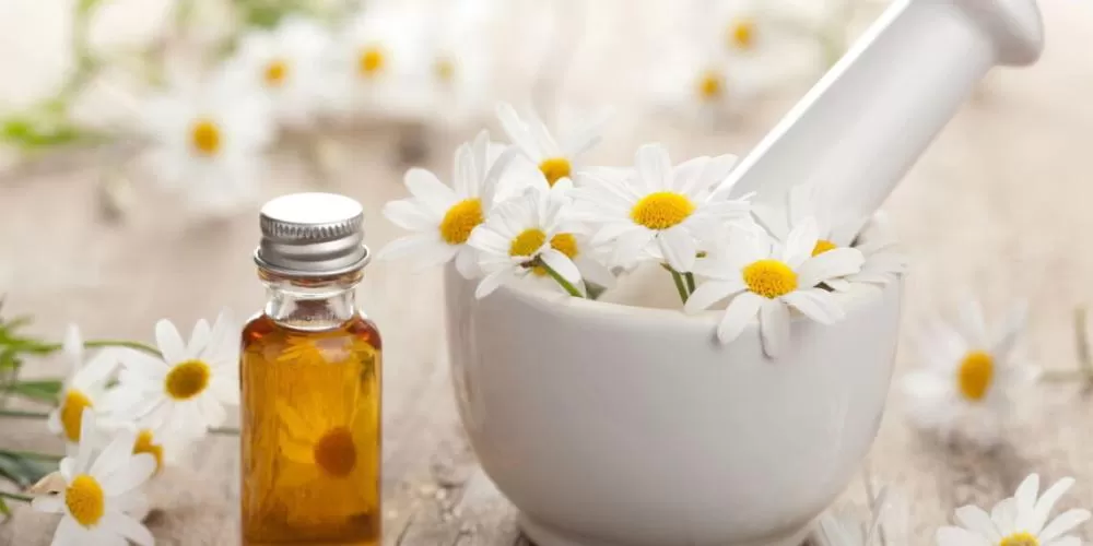 Aprenda os benefícios medicinais de ter um cultivo de camomila em casa.