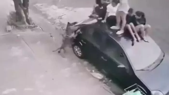 Crianças sobem no teto de carro para fugir de ataque de pitbull.