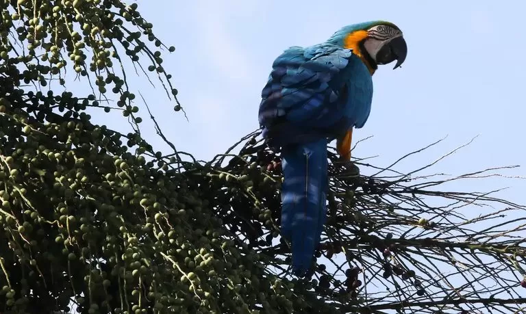 Ministério escolhe consultoria para impulsionar turismo de observação de aves.