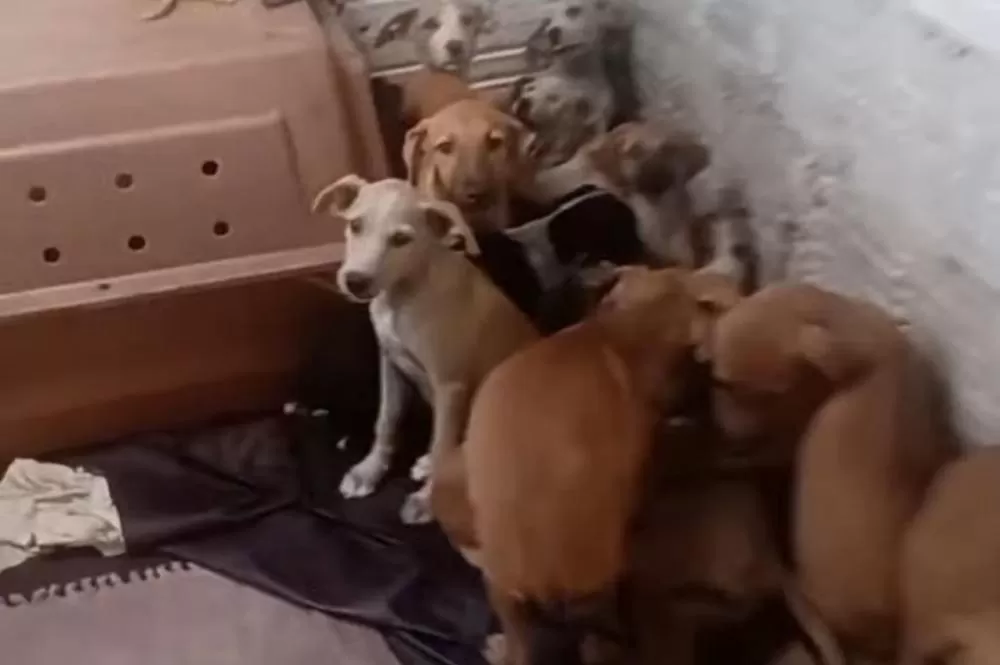 Cinco cães de abrigo morrem em Caruaru durante queima de fogos com estampido no São João.