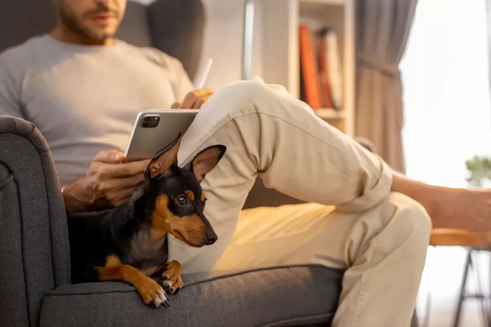 ‘Não vou ter filhos, mas terei pets’: por que essa ideia tem aumentado entre jovens?.