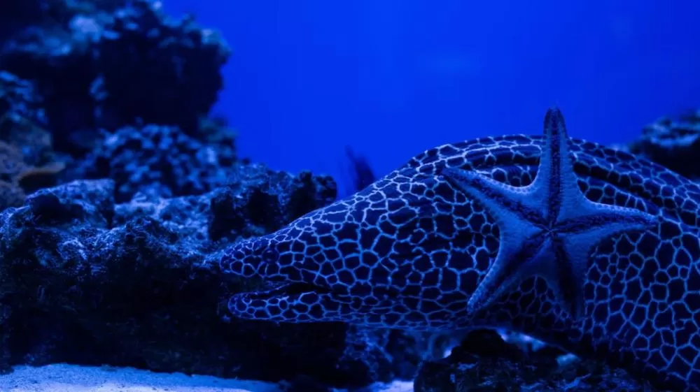 Animais marinhos com habilidades bizarras que desafiam a lógica.