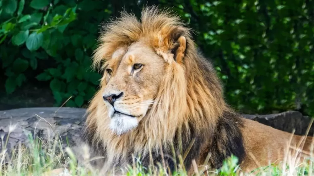 Leão de estimação foge e ataca crianças no Paquistão.