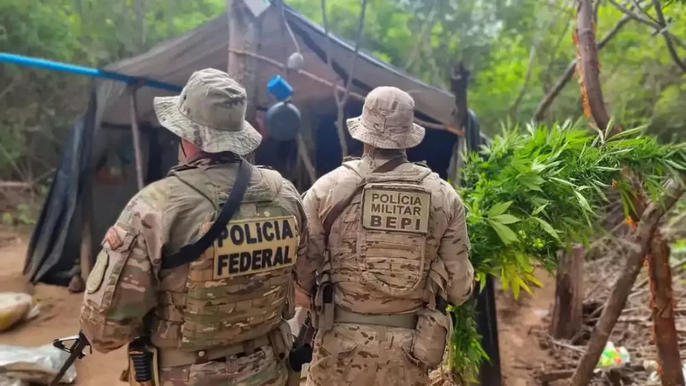 Pernambuco: 13 mil pés de maconha são erradicados no Sertão