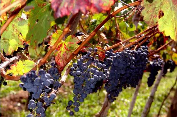 Pernambuco pode ter impacto de cerca de R$ 1 bilhão ao ano nas exportações com tarifa de 50% de Trump