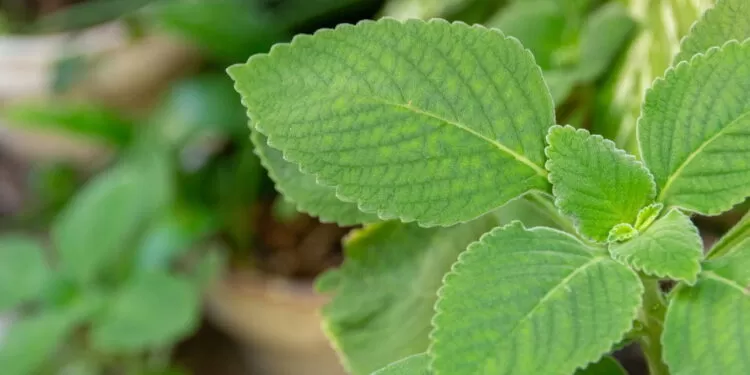 Aprenda a cultivar a flor favorita das vovós para curar o estômago e má digestão