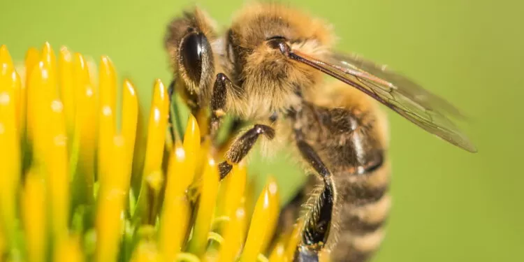 Sem abelhas o planeta poderia entrar em colapso total! Entenda a importância por trás desse pequeno inseto