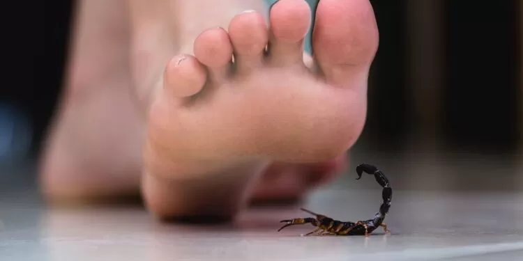 As 3 plantas que afastam os escorpiões e deixa toda sua casa segura