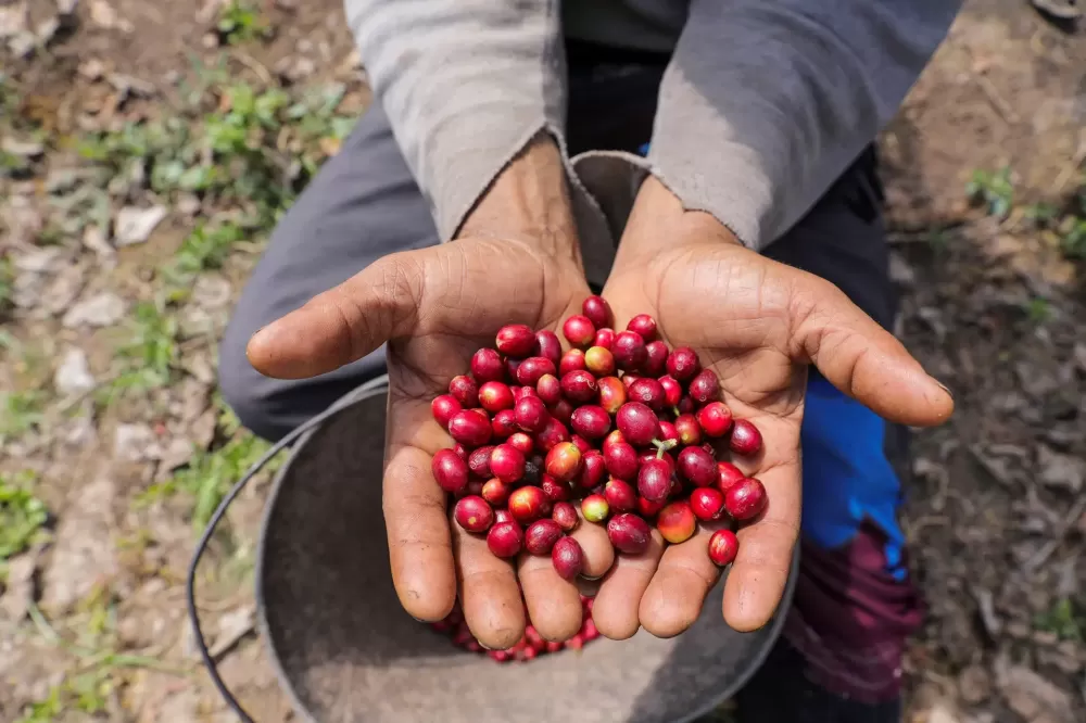 Café: China habilita 183 empresas brasileiras para exportação