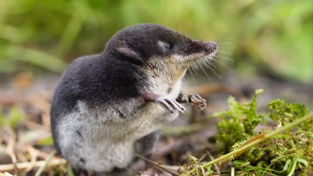 Esses são os únicos mamíferos venenosos que existem no mundo