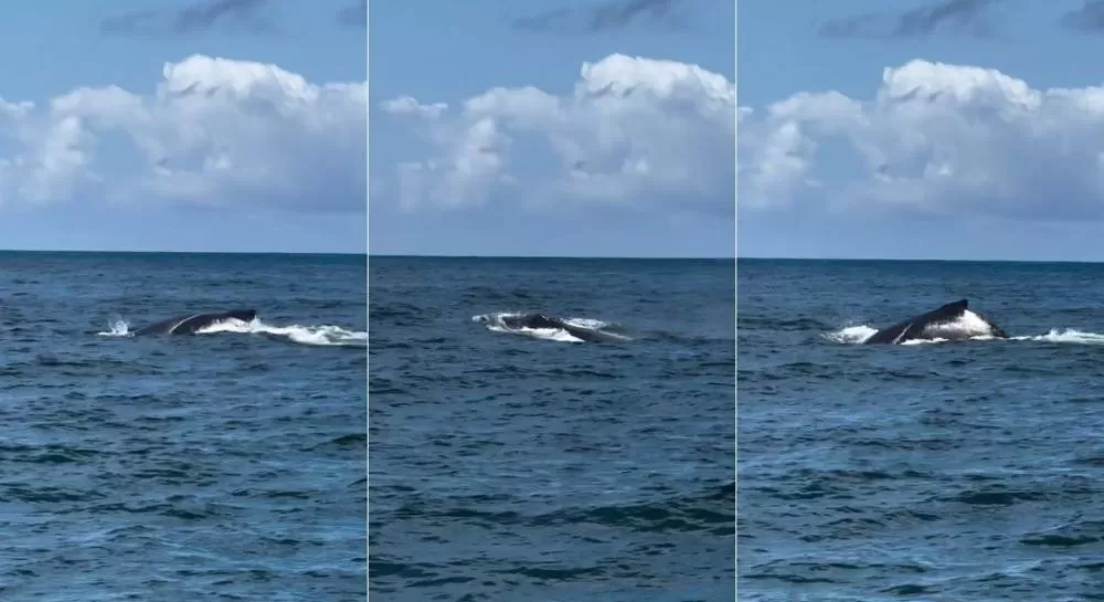 Ipojuca: baleias-jubarte são vistas no mar em Maracaípe