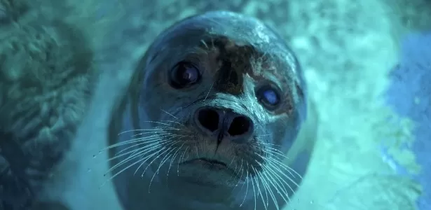 8 curiosidades interessantes sobre as focas