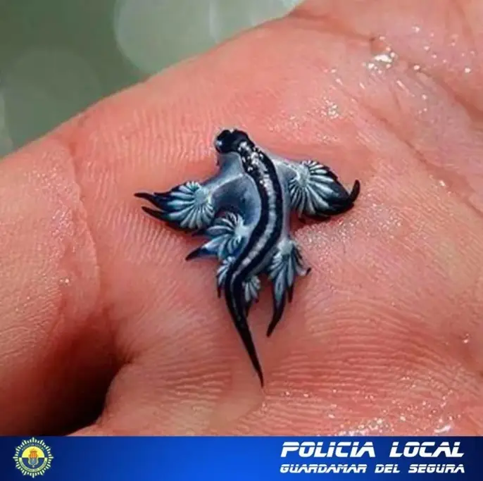 Praias na Espanha são interditadas devido à presença de lesmas venenosas na água